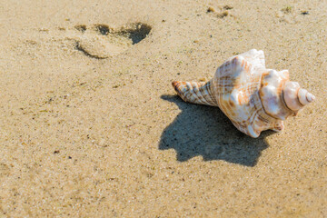 Seashell on the sandy shore summer travel