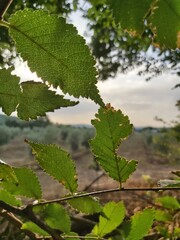Vintage frame of trees at sunset. Beautiful sunset through branches. Lighting flare effect on twilight photo. Green leaves background.