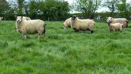 Obraz na płótnie Canvas White Sheep in England with green grass background.