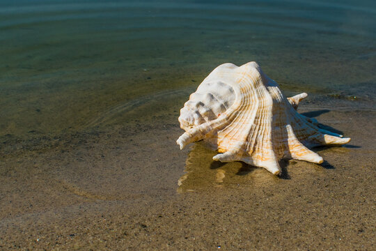 Large seashell on the seashore Lambis truncata close-up