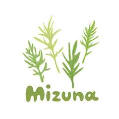 Mizuna. Japanese greens or spider mustard. Cultivated crop plant. Clipart with a hand-drawn title. Kyona herb illustration is great for cooking articles, web design, dietary recommendations.