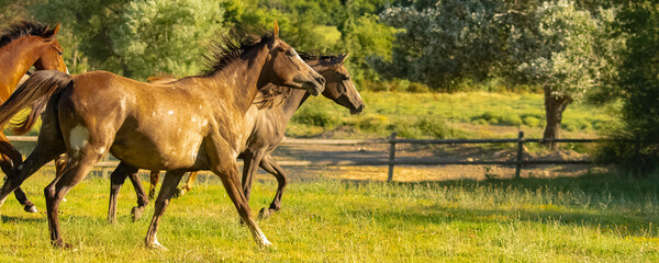 thoroughbred young horses running in a field in Provence
