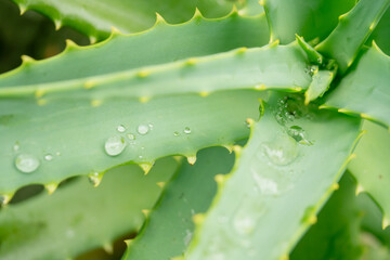 瑞々しいアロエのアップ