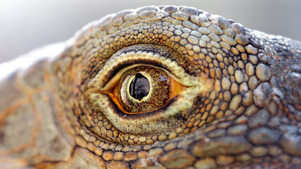 closeup of the eye of a lizard, macro photography of this cold blood reptilian animal in the Thai jungle. - 364709235