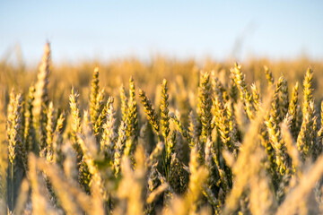 Rosnące zboże © Roman