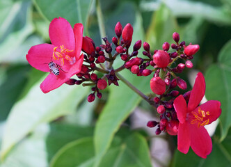 Red Jatropha flowers (Jatropha integerrima) with a dwarf honeybee sitting (Apis florea) and surrounded by green leaves