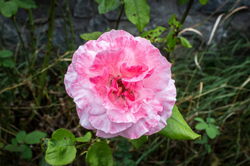 flor en el campo