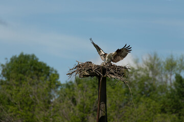 Western osprey on nest with youngs