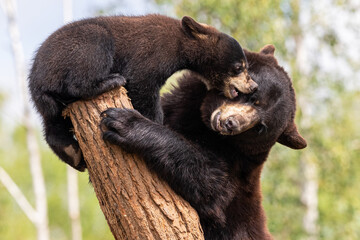 Baby black bear playing in the tree