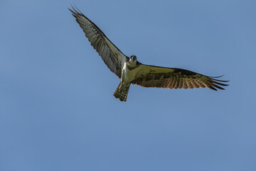 Western osprey in flight.Natural scne from Wisconsin