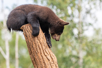 Baby black bear playing in the tree