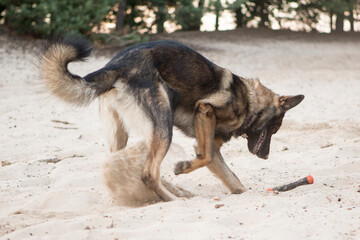 Duitse herder graaft in het losse zand