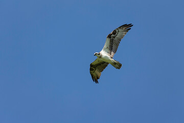 Western osprey in flight.Natural scne from Wisconsin