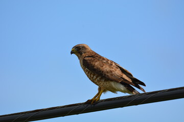 Red tailed Hawk perched on a cable 