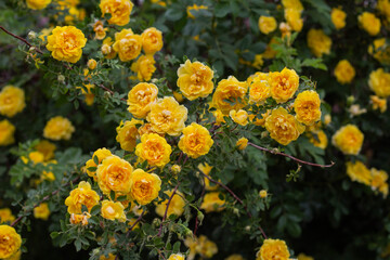 Beautiful yellow tea rose flowers on branches in the garden