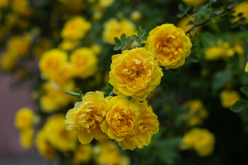 Beautiful yellow tea rose flowers on branches in the garden