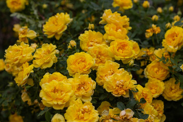 Beautiful yellow tea rose flowers on branches in the garden