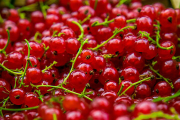 red currant from the garden