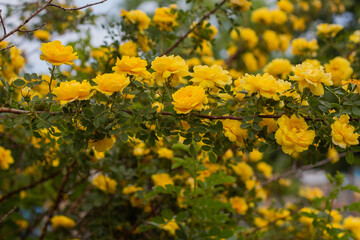 Beautiful yellow tea rose flowers on branches in the garden