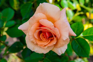 pomarańczowa róża w ogrodzie orange rose in the garden