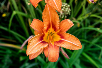 lilia w ogrodzie lily in the garden