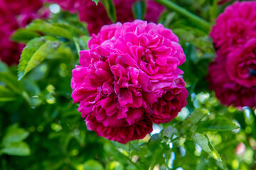 róża gałązkowa w ogrodzie twig rose in the garden