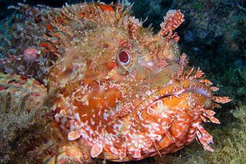 Naklejka na ściany i meble Red Scorpionfish, Scorpaena scrofa, Cabo Cope-Puntas del Calnegre Natural Park, Mediterranean Sea, Murcia, Spain, Europe