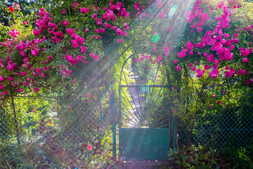 bramka z żywopłotem róży gałązkowej  gate with a twig rose hedge © Michał.S-FOTO
