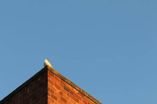 Seagull perched at the corner of a tall brick building strikes a noble pose against a clear blue sky.

Evokes images of success, acheivement, and winning