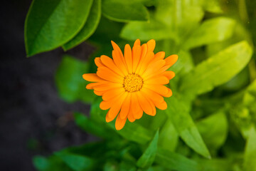 nagietek w ogrodzie calendula
