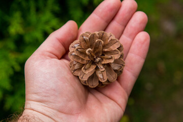 szyszka na dłoni 
pine cone