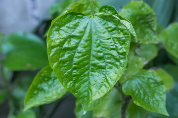 Betel green leaves growing in graden