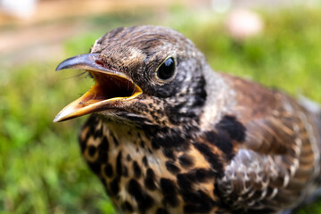 Young thrush bird out of town on green grass. Open beak thrush