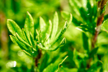 Dew on a bright green bush. Drops of water on a green bush