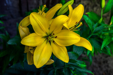 lilia w ogrodzie 
lily in the garden