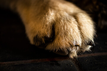 Dramatic photo of a large woolen dog paw.