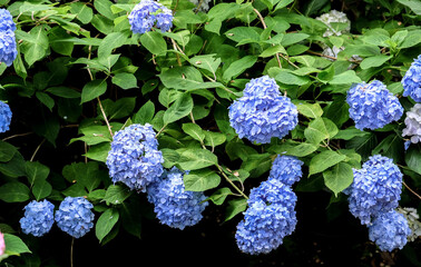 奈良 矢田寺 あじさい NARA Yata-dera Temple Ajisai (Japanese hydrangea)
