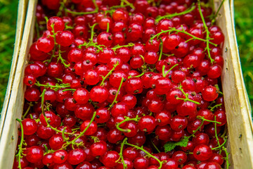 red currant from the garden - obrazy, fototapety, plakaty