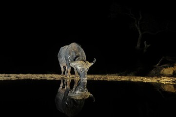 CAPE BUFFALO  (Syncerus caffer)  drink from a waterhole in the Zululand bushveld, kwazulu Natal, South Africa. 