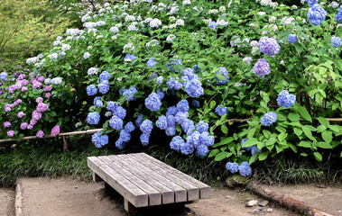 奈良 矢田寺 あじさい NARA Yata-dera Temple Ajisai (Japanese hydrangea)