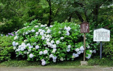 奈良 矢田寺 あじさい NARA Yata-dera Temple Ajisai (Japanese hydrangea)