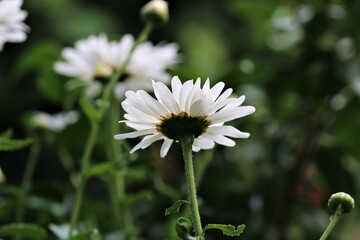 Leucanthemum - marguerite in the side view in the flower bed