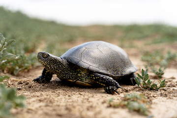 a beautiful spotted turtle crawls across the steppe