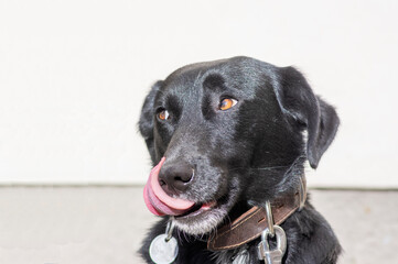 Black dog with collar on leash licks his dog snout, shiny hair in daylight, looking to the right side, thinking about food