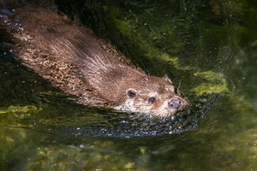 European Otter swimming in the lake