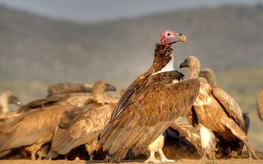 LAPPET-FACED VULTURE ( Torgos tracheliotus) largest and most dominant of the African vultures. 