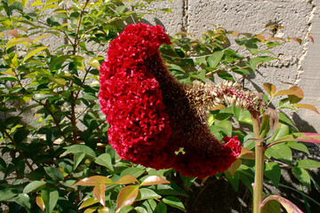 red flowers in a garden