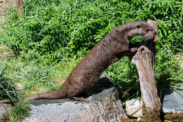 Obraz premium European Otter walking on the rock