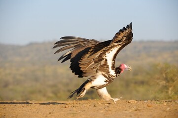 LAPPET-FACED VULTURE ( Torgos tracheliotus) largest and most dominant of the African vultures. 