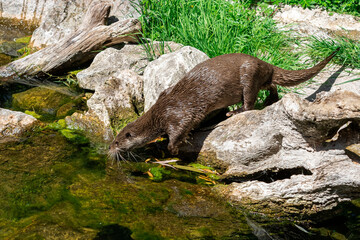 European Otter walking on the rock